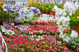 Ozdabiają, pachną i... odstraszają komary