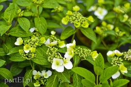 Ozdabiają, pachną i... odstraszają komary