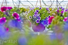 Ozdabiają, pachną i... odstraszają komary