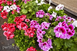 Ozdabiają, pachną i... odstraszają komary