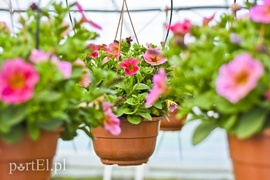 Ozdabiają, pachną i... odstraszają komary