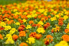 Ozdabiają, pachną i... odstraszają komary