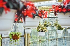 Ozdabiają, pachną i... odstraszają komary