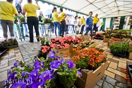 Zamieniali plastik na rośliny
