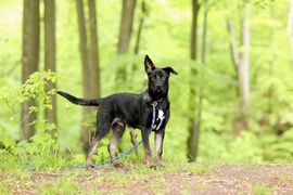 Galeria pod psem i kotem(Odc.54)