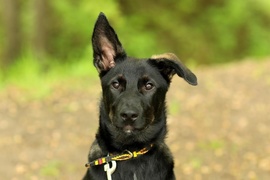 Galeria pod psem i kotem(Odc.54)