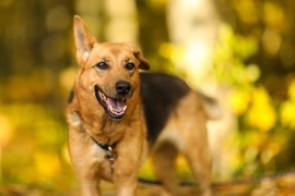 Galeria pod psem i kotem (Odc.55)