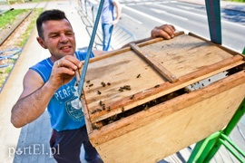 Pszczoły zaatakowały przystanek  (aktualizacja) 