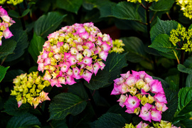 Im więcej zieleni, tym więcej szczęścia