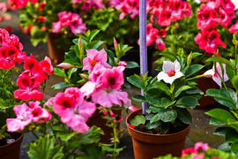 Im więcej zieleni, tym więcej szczęścia