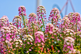 Im więcej zieleni, tym więcej szczęścia