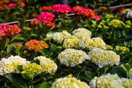 Im więcej zieleni, tym więcej szczęścia