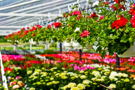 Im więcej zieleni, tym więcej szczęścia