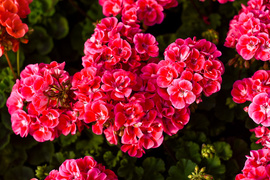 Im więcej zieleni, tym więcej szczęścia