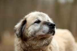 Galeria pod psem i kotem (Odc.58)