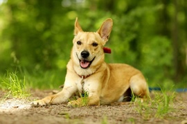 Galeria pod psem i kotem (Odc.60)