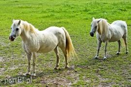 Kadyny, czyli z wizytą u cesarza Wilhelma  (Cudze chwalicie, swego nie znacie, odcinek 4) 