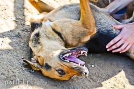 Galeria pod psem i kotem (Odc.65)