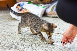 Galeria pod psem i kotem (Odc.65)
