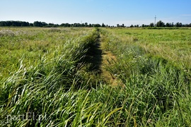 Nie ma wody na Żuławach