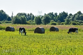Nie ma wody na Żuławach