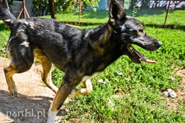 Galeria pod psem i kotem (Odc.66)