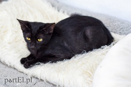 Galeria pod psem i kotem (Odc.66) Galeria pod psem i kotem (Odc.66)