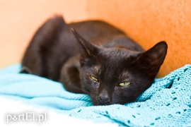 Galeria pod psem i kotem (Odc.66)