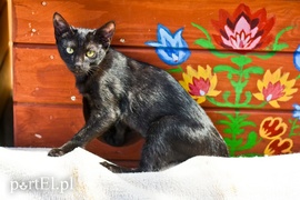 Galeria pod psem i kotem (Odc.66)