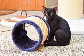 Galeria pod psem i kotem (Odc.66)