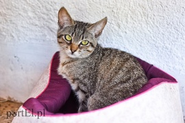 Galeria pod psem i kotem (Odc.67)