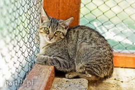 Galeria pod psem i kotem (Odc.67)