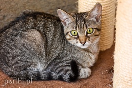 Galeria pod psem i kotem (Odc.67) Galeria pod psem i kotem (Odc.67)