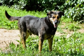 Galeria pod psem i kotem (Odc.67) Galeria pod psem i kotem (Odc.67)