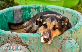 Galeria pod psem i kotem (Odc.67) Galeria pod psem i kotem (Odc.67)