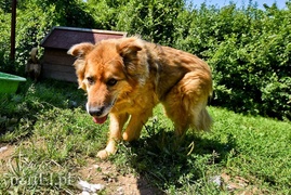 Galeria pod psem i kotem (Odc.68)