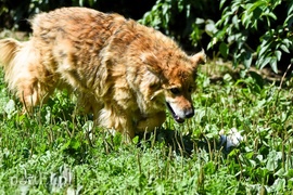 Galeria pod psem i kotem (Odc.68)