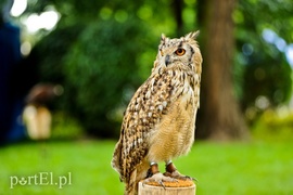 Jarmark pełen atrakcji