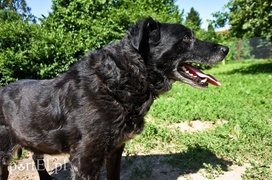 Galeria pod psem i kotem (Odc.69)