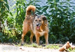 Galeria pod psem i kotem (Odc.70)