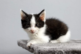 Galeria pod psem i kotem (Odc.70)