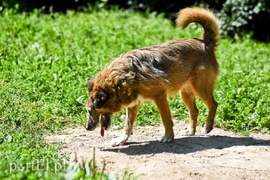 Galeria pod psem i kotem (Odc.70)