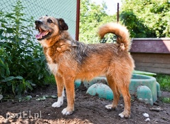 Galeria pod psem i kotem (Odc.70)