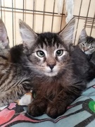 Galeria pod psem i kotem (Odc.71)