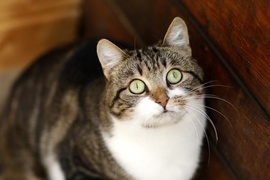 Galeria pod psem i kotem (Odc.74)