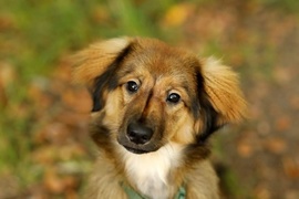 Galeria pod psem i kotem (Odc.74)