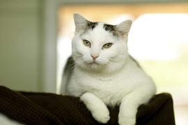 Galeria pod psem i kotem (Odc.75)