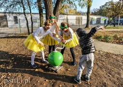 Tu wskoczył Konik Polny