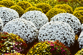 Piękne i odporne na zimno