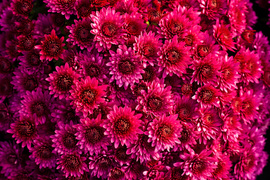 Piękne i odporne na zimno